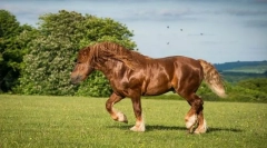 Suffolk horse